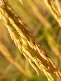 agriculture asia autumn barley