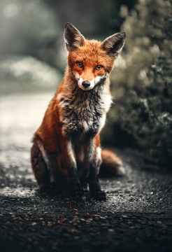 photo of fox sitting on ground